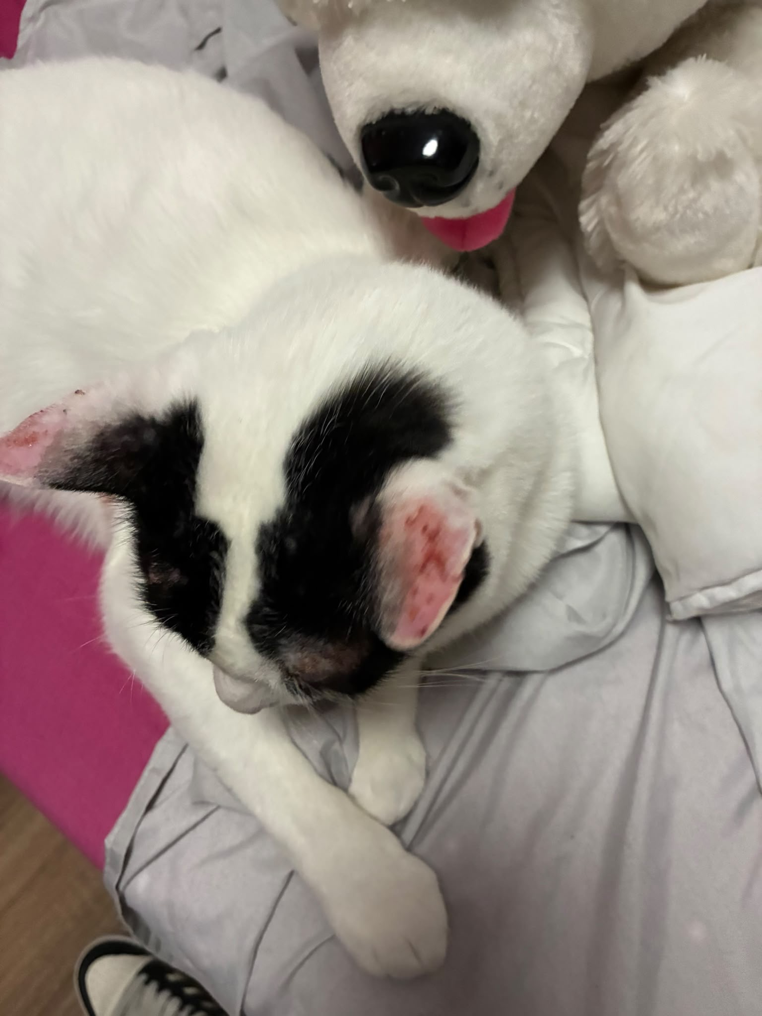 ¡SOS! Mi gato tiene alergia